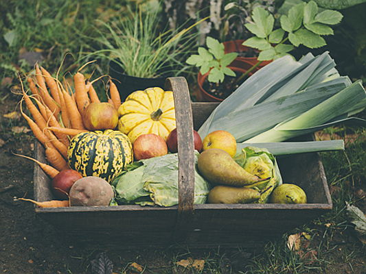  Saarlouis
- So sorgen Sie mit Gartenarbeit im Herbst für reiche Ernte: