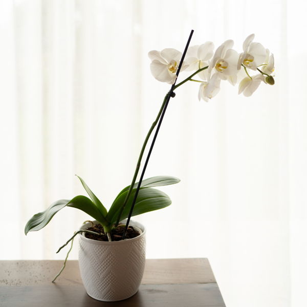 Phalaenopsis Orchid_flowers_delivery_interflora_nz