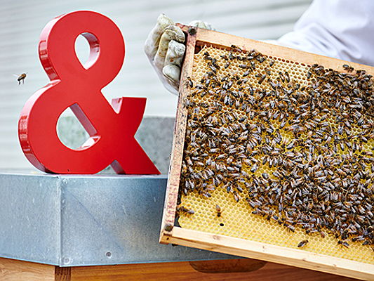  Celle
- Engel & Völkers gibt heimischen Honigbienen ein
Zuhause