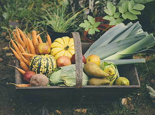  Saarlouis
- Wir verraten Tipps und Rezepte für Obst und Gemüse aus eigenem Anbau: