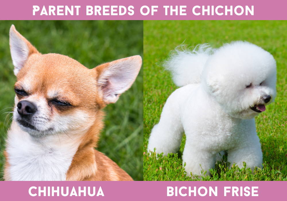 bichon frise shih tzu chihuahua mix