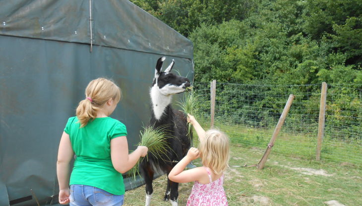 kindergeburtstage mit lamas in gelsenkirchen essen nrw prachtlamas beate pracht