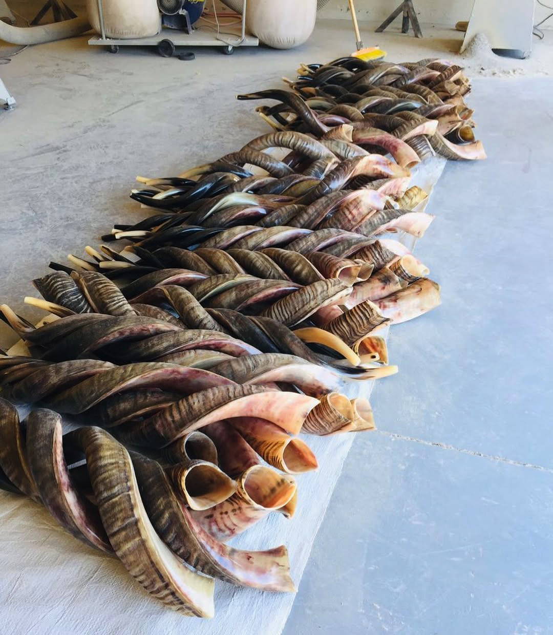 wholesale polished kudu horn shofar