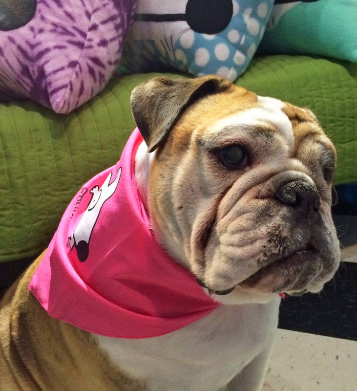 lola our english bulldog at the stinky dog store wearing her pink bandana