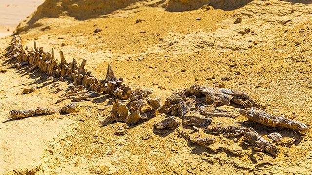 Valley of the Whales near Wadi el Rayan, Egypt