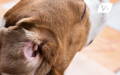 Image of the inside of a dog's ear with ear wax