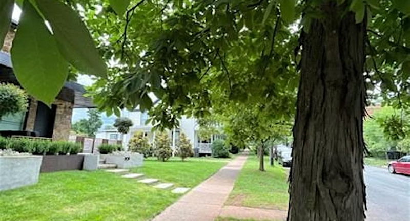 Urban Tree Walk in Belmont - Part II