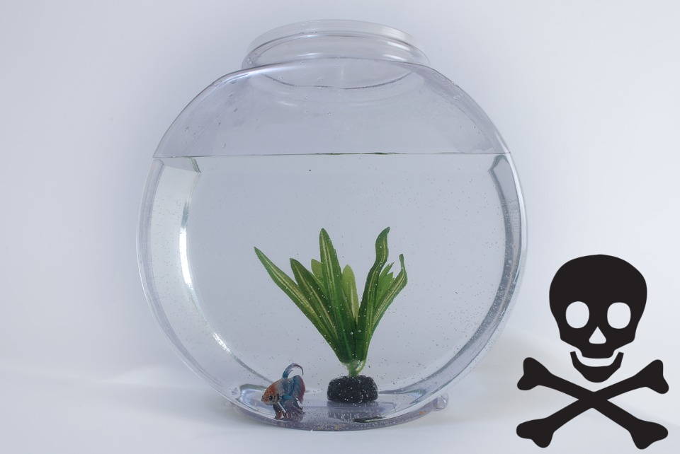 Betta Fish Bowls And Vases Might Not Be The Best Choice – Aquatic