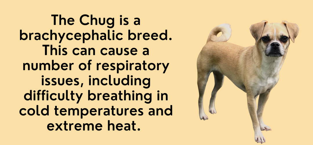 pug/chihuahua mix