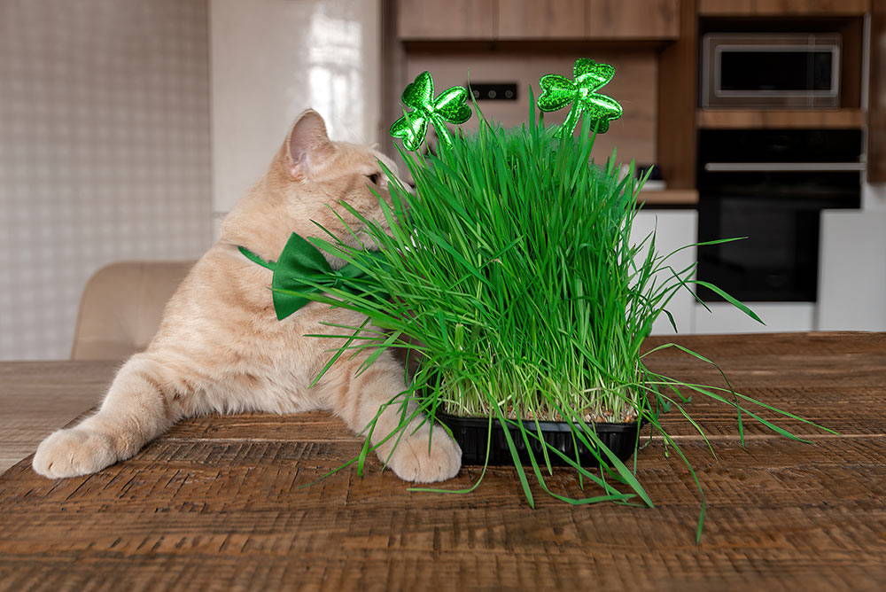 All You Need to Know about Cats and Wheatgrass