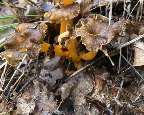 Esperienze gastronomiche Belluno: In tavola i colori dell'autunno Bellunese