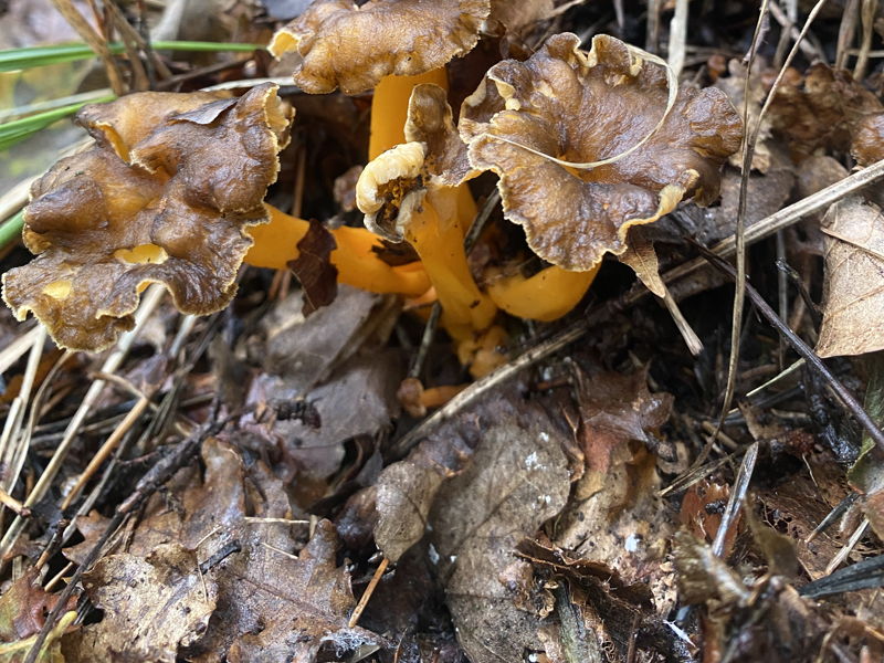 Food experiences Belluno: The colours of autumn in Belluno on the table