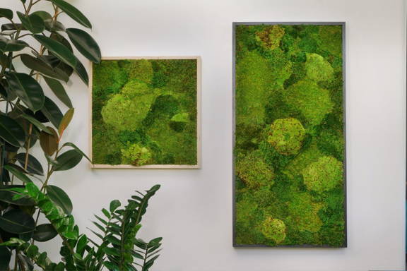 Two Moss Wall Art pieces on a grey wall with a tall green plant on the left