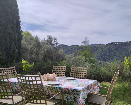 Food & Wine Tours Lucca: Olive grove tour and aperitivo with a view of Lucca's hills