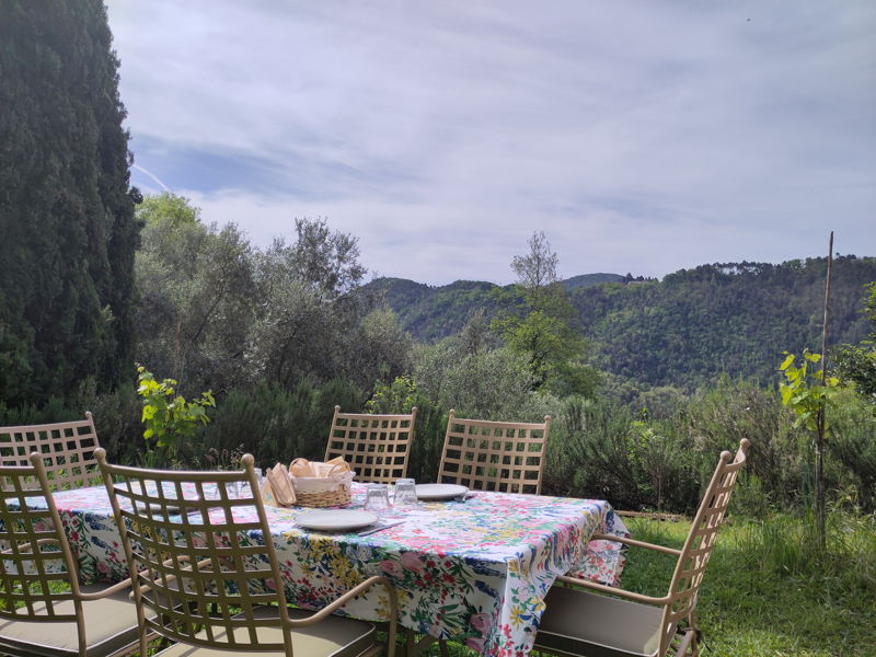 Food & Wine Tours Lucca: Olive grove's tour & brunch on Lucca hills