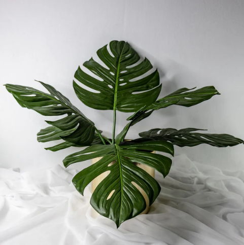 Large Monstera Leaf - Realistic Artificial Flowers and Greenery
