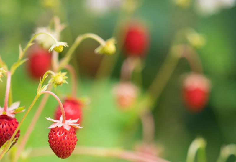野苺（野イチゴ）とは