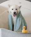 Dog wearing a towel after a bath with his rubber ducky