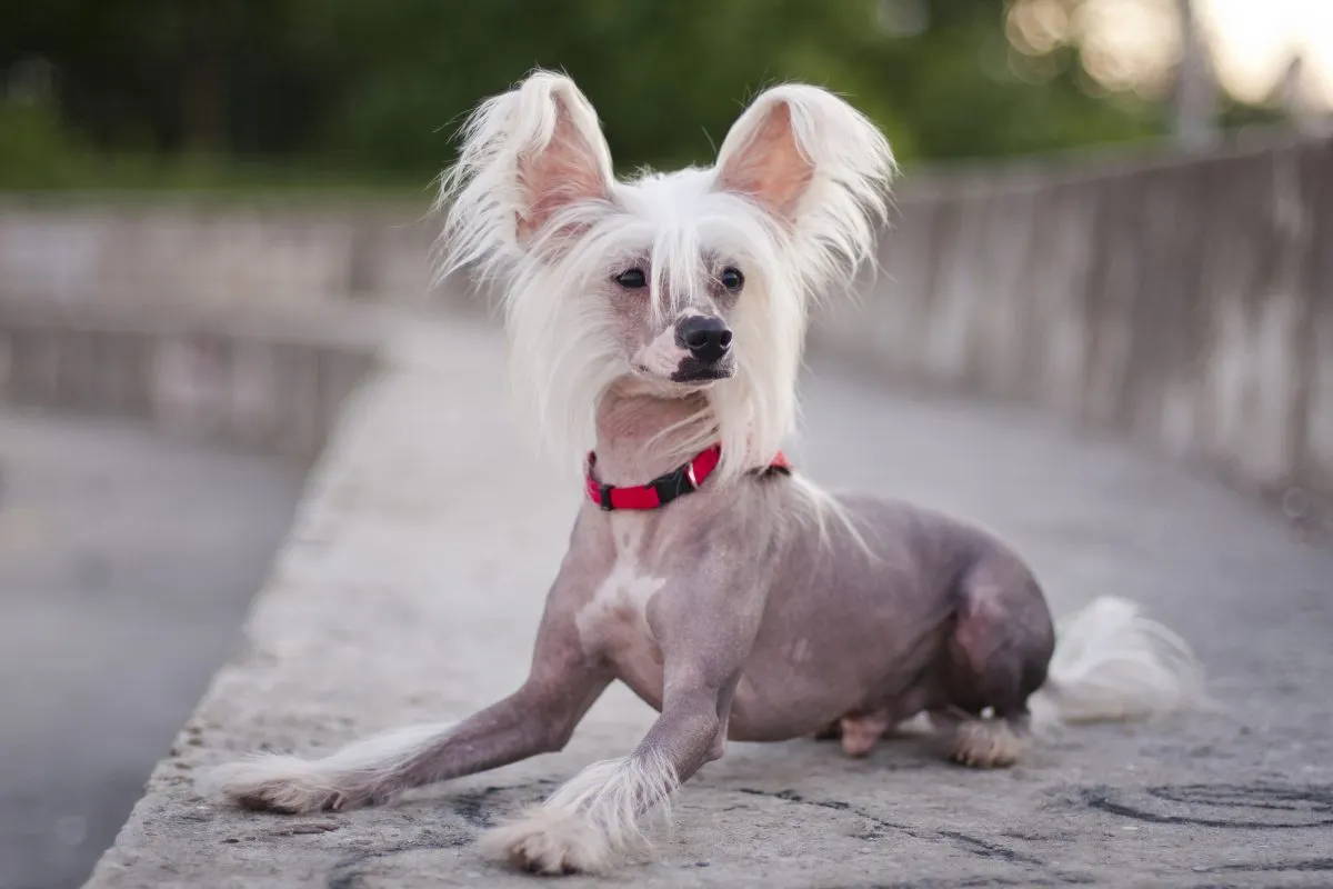 Chinese Crested Chihuahua Mix (Chi Chi Dog) Breed information – Bijou and  Co.