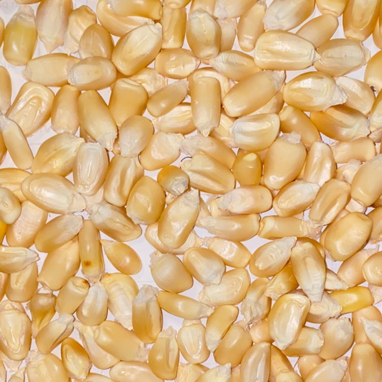 Hojas de Maíz  Masienda Non-GMO Corn Husks for Making Tamales