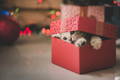 Kitty cat peeking out from inside a wrapped holiday pet gift box 