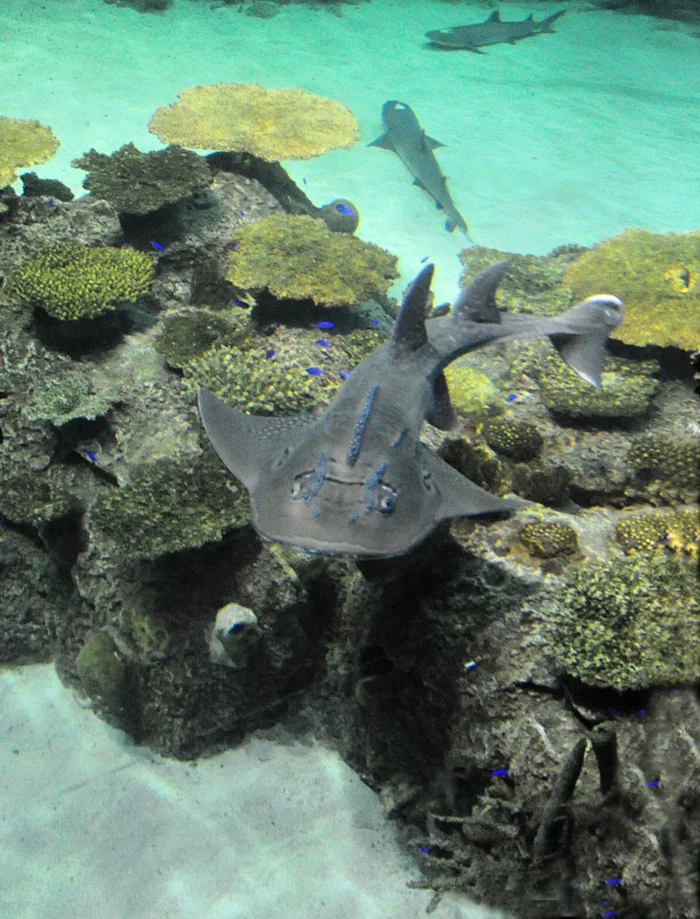 Shark Reef - Mandalay Bay Uploaded on 2021-12-14