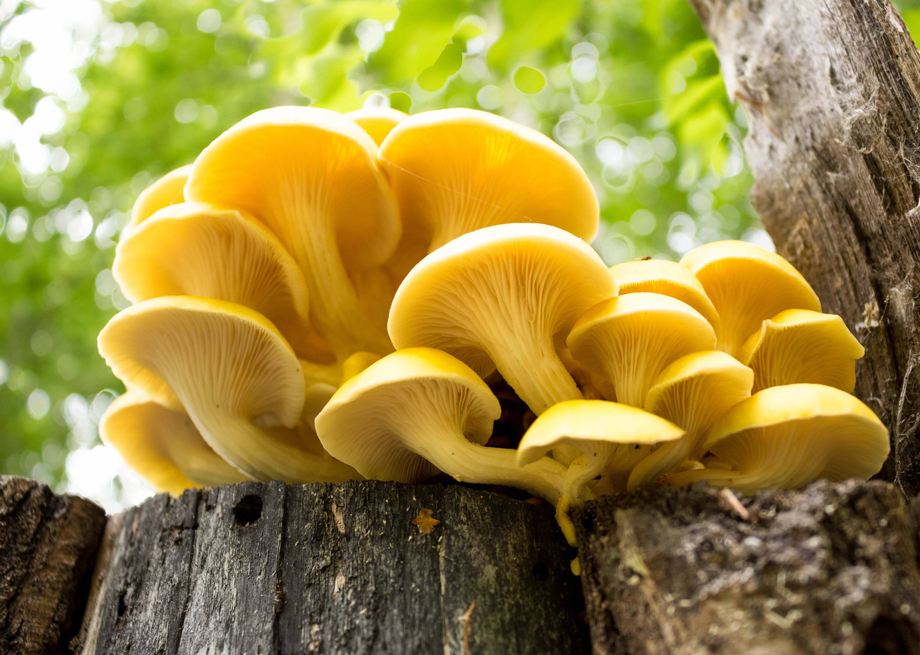 Fungi could save the world  Oyster%20mushroom