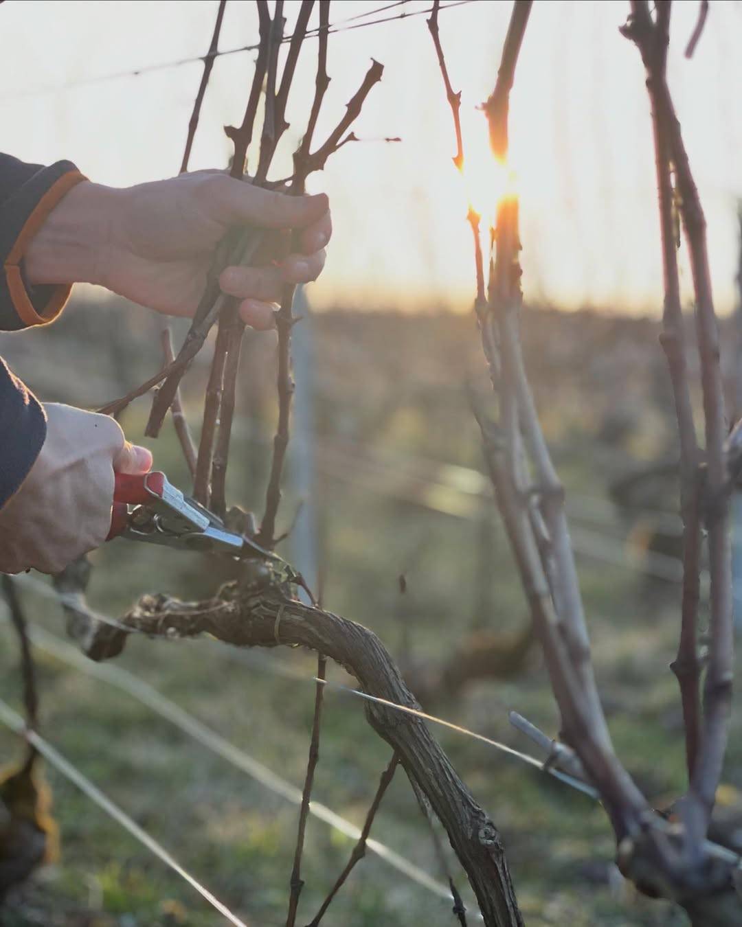 Domaine Gerard Peirazeau & Fils, Sophie Charlopin & Laurent Peirazeau, Pinot Noir, Chardonnay, Morey Saint Denis, Chambertin clos de Bèze, Charmes Chambertin Clos De La Roche Clos Saint Denis, Bonnes Mares, Chambolle Musigny, Morey Saint Denis, Coteaux Bourguignons, Burgundy, French winemaker, Singapore, France, French Wine, Fine Wine, Galiena, Fine Wines, Shop, Importer, Wine Singapore