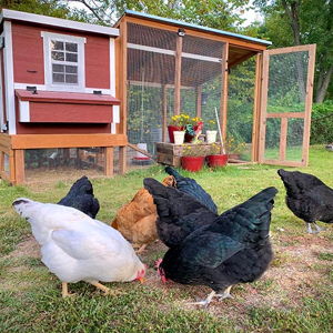 Chicken COOP