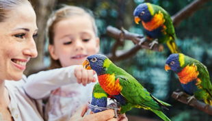 weltvogelpark mitmachfütterung loris