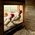 gypsy-shoals-farm-ayam-cemani-hen-alabama-us-breeder white-leghorn-cockerals-entering-chicken-coop
