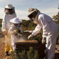 hands_on_learning_beekeeping
