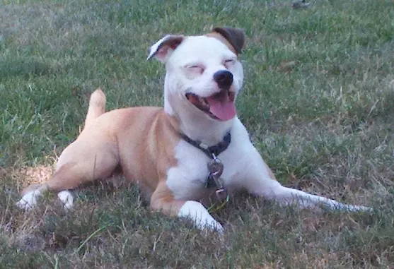 american bulldog and chihuahua mix