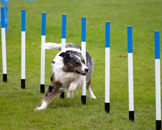 Dog Agility Training