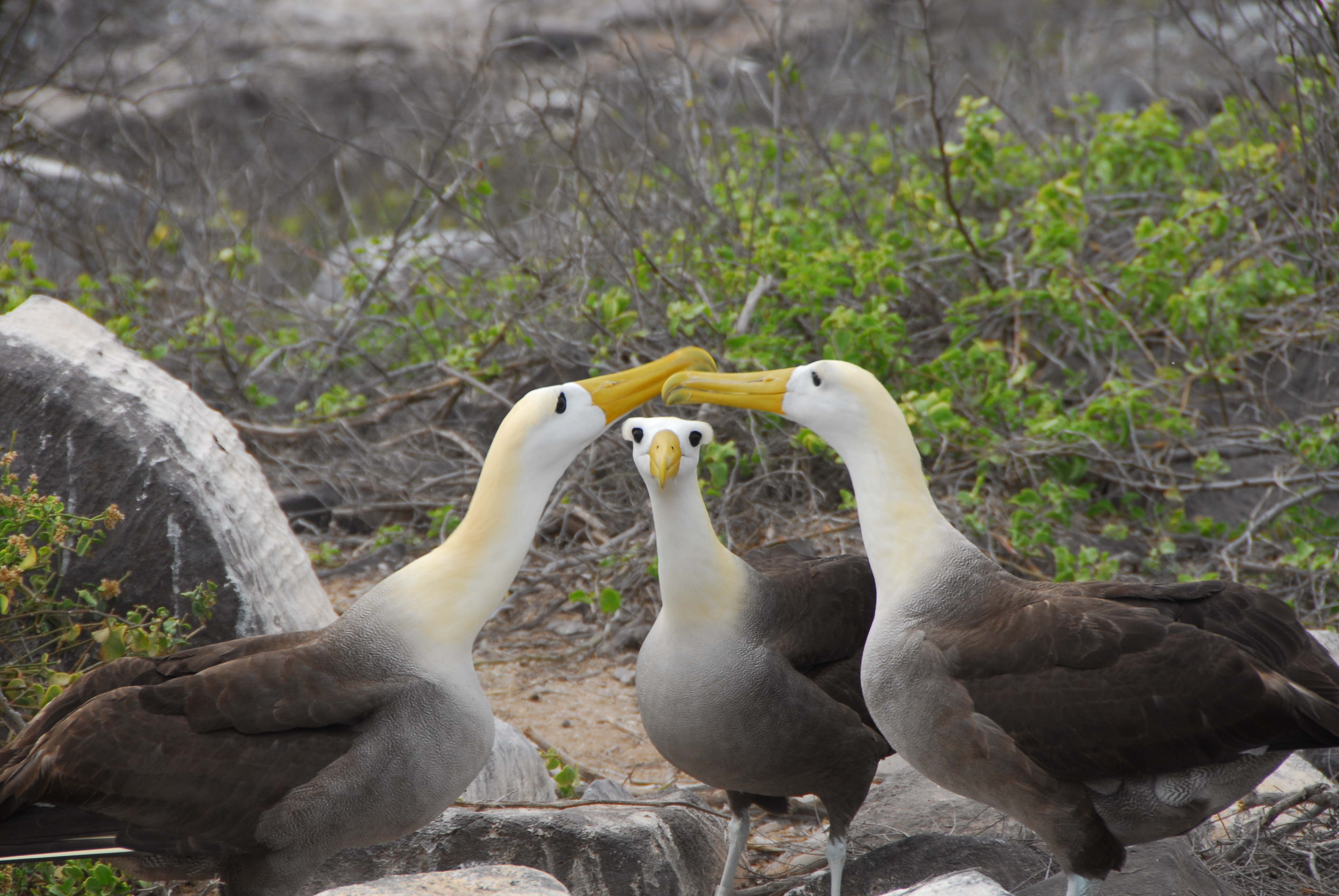 Galapagos waved albatross (2).jpg