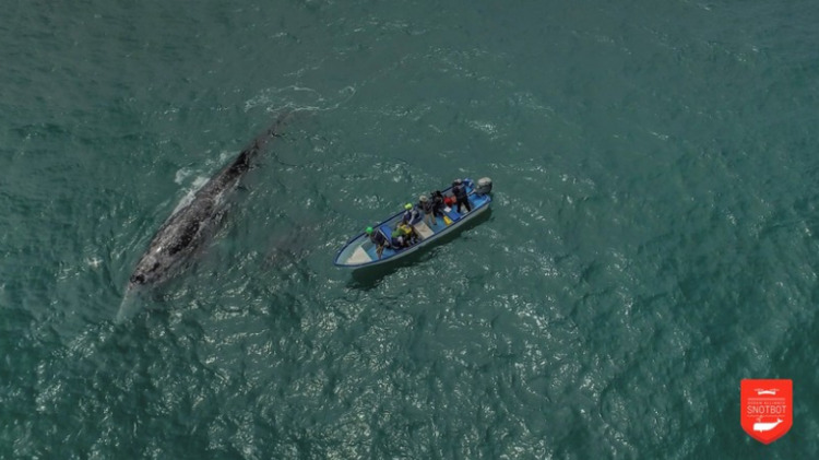 Drones can give scientists and researchers a new perspective on the wildlife they study