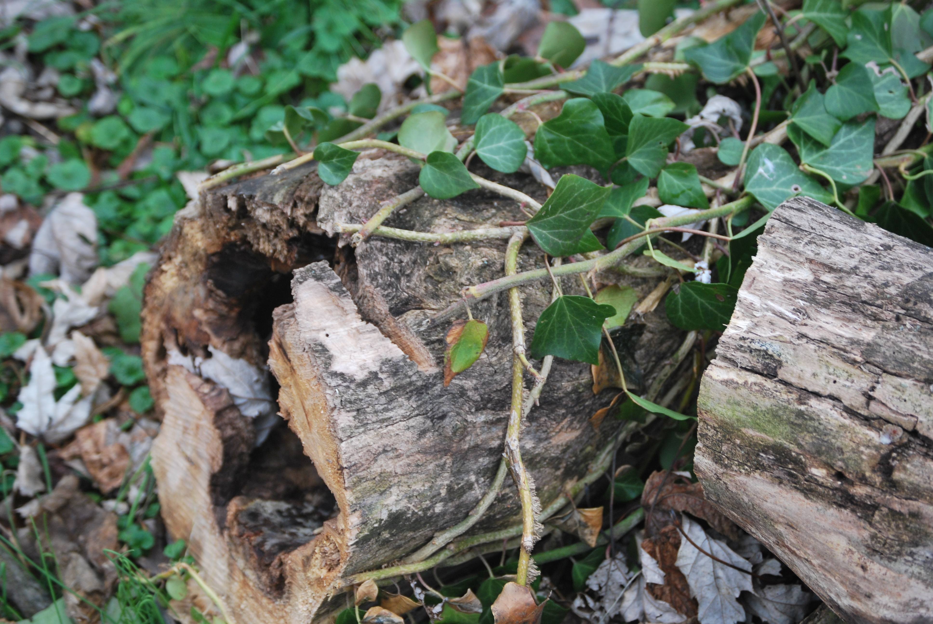 A decaying tree stump covered in ivy