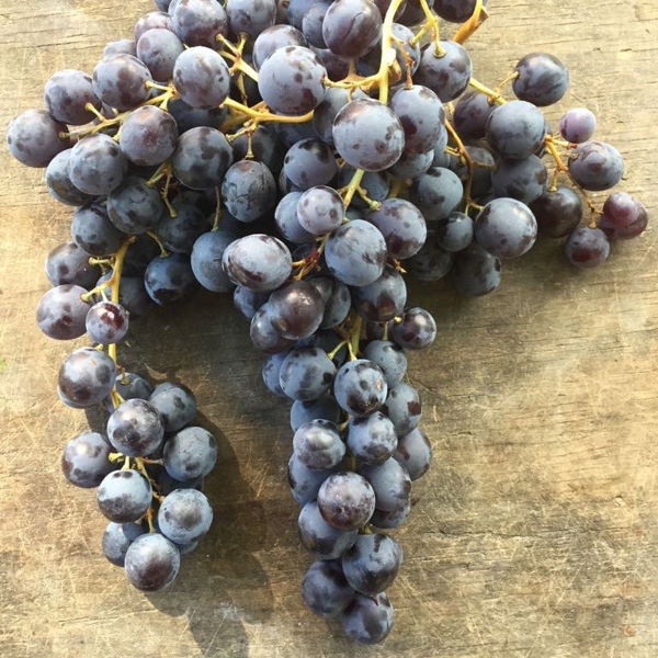 raisin-muscat