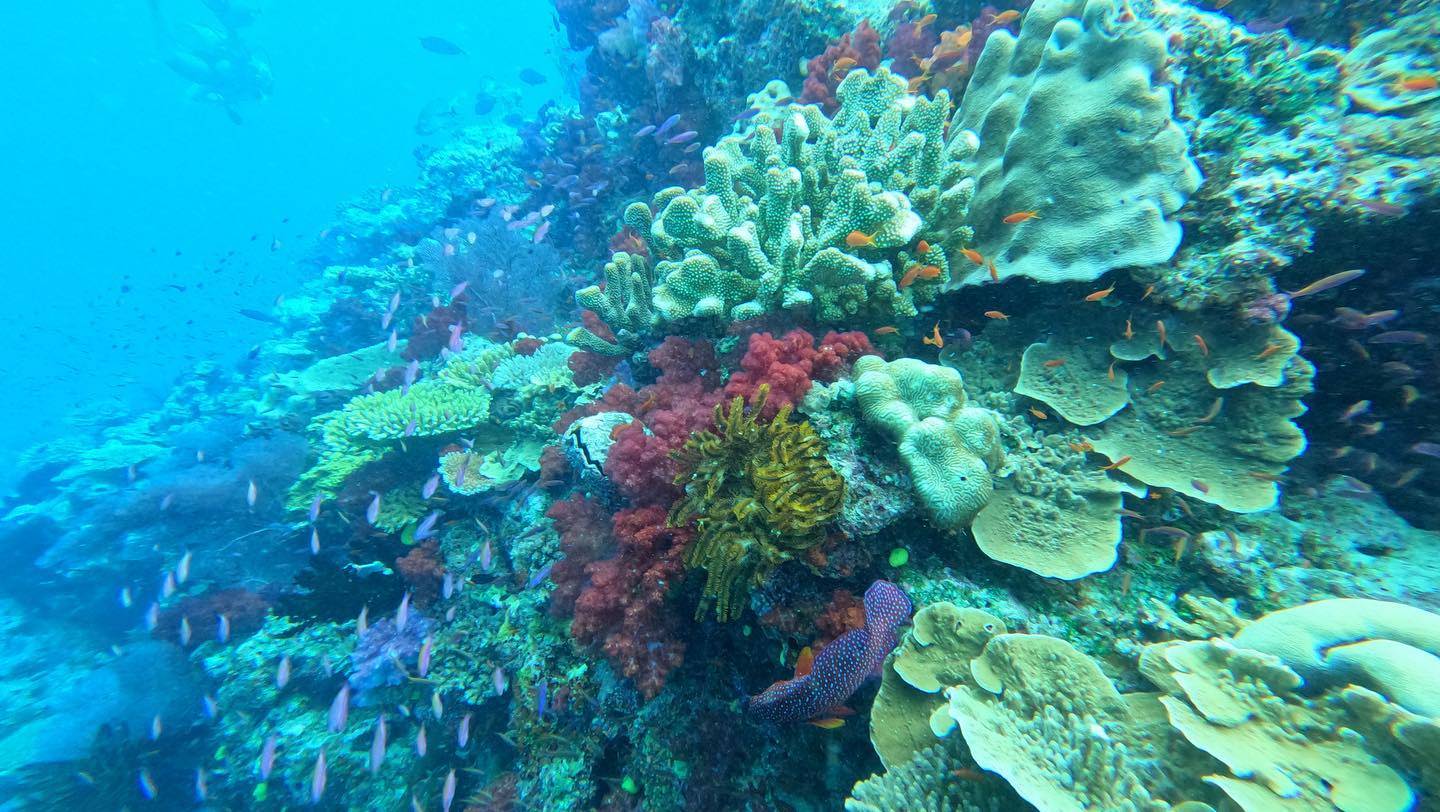 Beautiful underwater coral reef with bright coral and thousands of fish