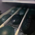 gypsy-shoals-farm-emu-eggs-in-incubator gypsy-shoals-farm-emu-eggs-in-incubator