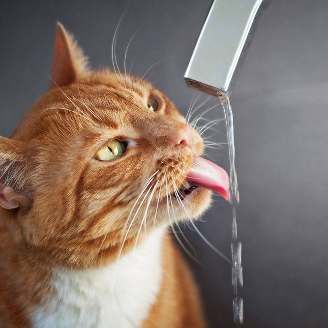 Distributeur eau chat automatique, Fontaine à Eau pour Chats Silencieuse
