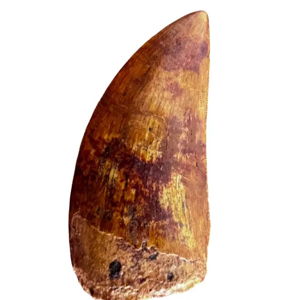 Selected Tooth of Carcharodontosaurus Dinosaur