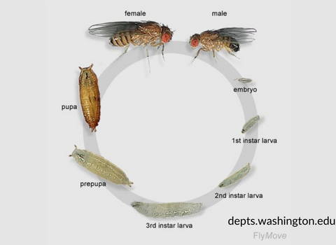 fruit-fly-life-cycle