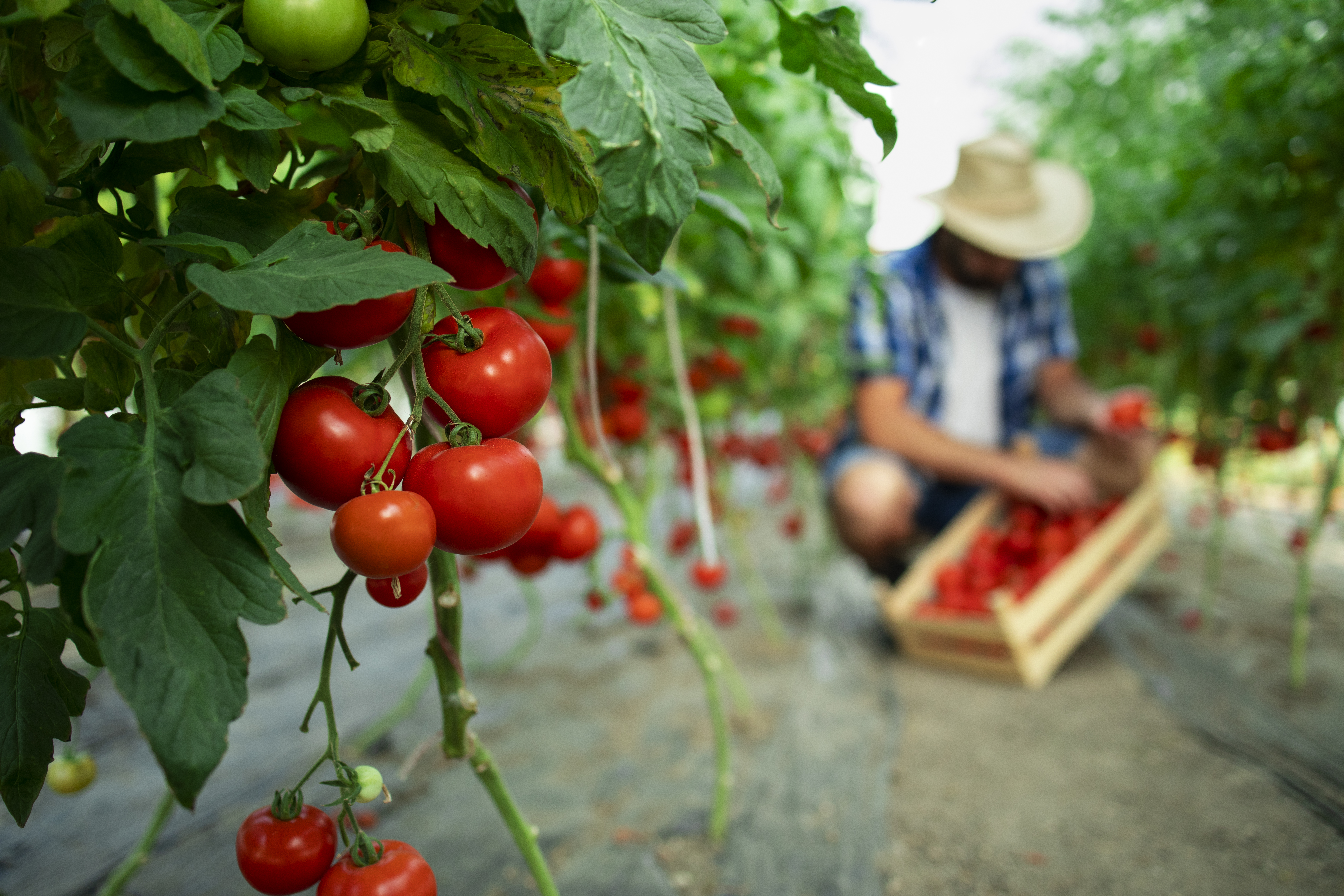 Gardener harvesting Tomatoes