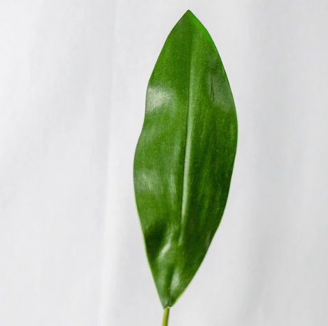 Mini Calla Leaf ( 12 Pack ) - Realistic Artificial Flowers and Greenery - Image 2