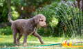 summer activities to keep your dog cool 