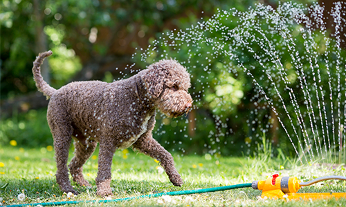 Infographic showing heat-safe summer activities for pets including swimming, kiddie pools, and sprinklers