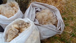 hofgut graue presse schaf wolle