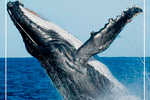 Наблюдение китов, дельфинов и черепах, форт Галле из Мириссы