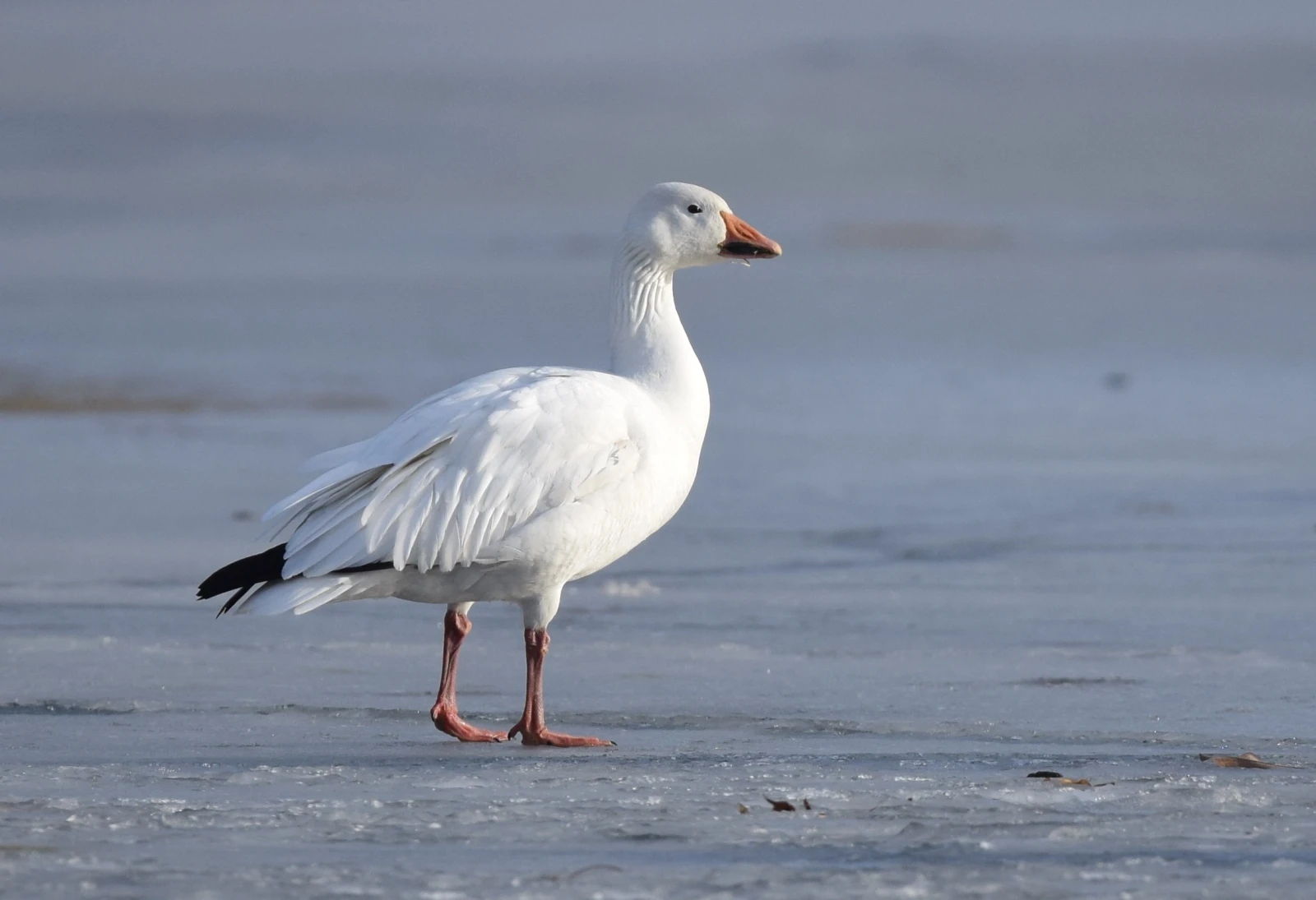 Snow goose conservation hunt with large decoy spread in Northeast Arkansas